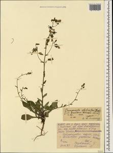 Campanula sibirica subsp. elatior (Fomin) Fed., Caucasus, North Ossetia, Ingushetia & Chechnya (K1c) (Russia)