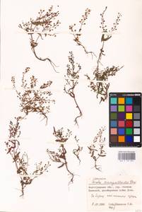 MHA 0 159 894, Veronica anagalloides Guss., Eastern Europe, Lower Volga region (E9) (Russia)