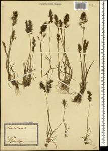 Poa bulbosa L., Caucasus, Georgia (K4) (Georgia)