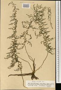 Asparagus brachyphyllus Turcz., Mongolia (MONG) (Mongolia)