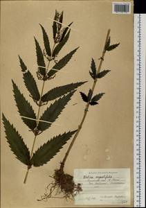 Urtica dioica var. holosericea Fr., Siberia, Russian Far East (S6) (Russia)