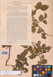 Rosa balsamica Besser, Eastern Europe, North Ukrainian region (E11) (Ukraine)