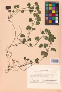 MHA 0 155 826, Glechoma hederacea L., Eastern Europe, West Ukrainian region (E13) (Ukraine)
