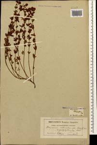 Lotus herbaceus (Vill.) Jauzein, Caucasus, Georgia (K4) (Georgia)