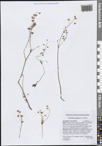 Tuberaria guttata (L.) Fourr., Western Europe (EUR) (Spain)