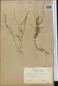 Haloxylon ammodendron (C. A. Mey.) Bunge ex Fenzl, Middle Asia, Karakum (M6) (Turkmenistan)