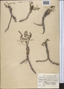 Hyalolaena bupleuroides (Schrenk) Pimenov & Kljuykov, Middle Asia, Western Tian Shan & Karatau (M3) (Kyrgyzstan)