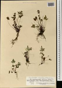 Aleuritopteris argentea (S. G. Gmel.) Fée, Mongolia (MONG) (Mongolia)