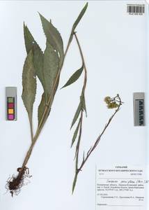 Saussurea parviflora (Poir.) DC., Siberia, Altai & Sayany Mountains (S2) (Russia)