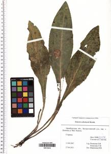 Senecio macrophyllus M. Bieb., Eastern Europe, Eastern region (E10) (Russia)