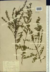 Spiraea aquilegifolia Pall., Siberia, Baikal & Transbaikal region (S4) (Russia)