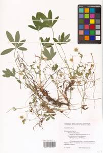 Potentilla alba L., Eastern Europe, Central region (E4) (Russia)
