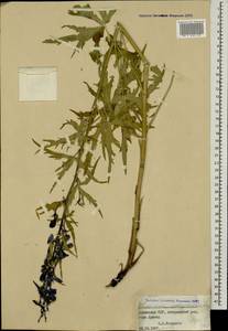 Delphinium cyphoplectrum, Caucasus, Armenia (K5) (Armenia)