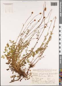 Poterium sanguisorba subsp. polygamum (Waldst. & Kit.) Asch. & Graebn., Caucasus, Azerbaijan (K6) (Azerbaijan)