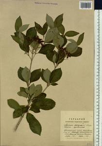 Viburnum burejaeticum Regel & Herder, Siberia, Russian Far East (S6) (Russia)