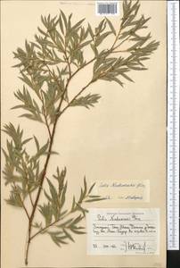 Salix capusii Franch., Middle Asia, Western Tian Shan & Karatau (M3) (Kyrgyzstan)