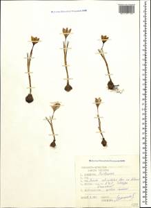 Crocus reticulatus Steven ex Adams, Caucasus, Stavropol Krai, Karachay-Cherkessia & Kabardino-Balkaria (K1b) (Russia)