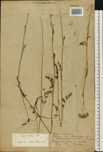 Seseli strictum Ledeb., Eastern Europe, Eastern region (E10) (Russia)