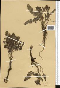 Corydalis fedtschenkoana Regel, Middle Asia, Western Tian Shan & Karatau (M3)