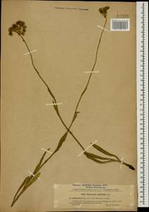 Pilosella echioides subsp. echioides, Caucasus, Stavropol Krai, Karachay-Cherkessia & Kabardino-Balkaria (K1b) (Russia)