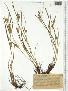 Carex secalina Willd. ex Wahlenb., Western Europe (EUR) (Poland)
