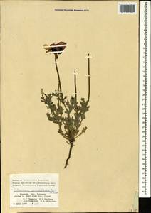 Glaucium grandiflorum Boiss. & A. Huet, Caucasus, Armenia (K5) (Armenia)