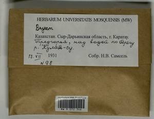 Bryum, Bryophytes, Bryophytes - Middle Asia & Kazakhstan (B16) (Kazakhstan)