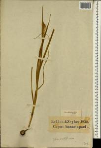 Ixia flexuosa L., Africa (AFR) (South Africa)