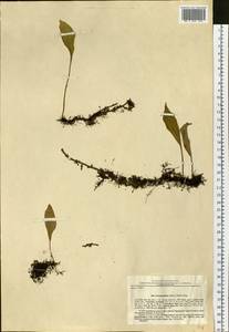 Pyrrosia petiolosa (Christ) Ching, Siberia, Russian Far East (S6) (Russia)