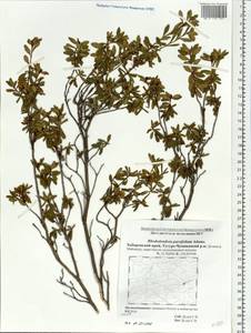 Rhododendron parvifolium Adams, Siberia, Russian Far East (S6) (Russia)