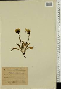 Hieracium alpinum L., Eastern Europe, Northern region (E1) (Russia)