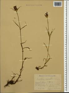Dianthus ruprechtii Schischk.,, Caucasus, Krasnodar Krai & Adygea (K1a) (Russia)