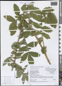 Agrimonia eupatoria L., Eastern Europe, Central region (E4) (Russia)