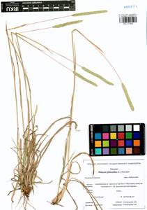 Phleum phleoides (L.) H.Karst., Siberia, Baikal & Transbaikal region (S4) (Russia)