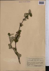 Cotoneaster oliganthus Pojark., Middle Asia, Muyunkumy, Balkhash & Betpak-Dala (M9) (Kazakhstan)