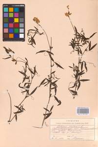 Lathyrus pratensis L., Eastern Europe, Lower Volga region (E9) (Russia)