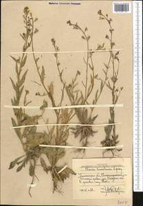 Pseudoclausia turkestanica (Lipsky) A.N. Vassiljeva, Middle Asia, Western Tian Shan & Karatau (M3) (Uzbekistan)