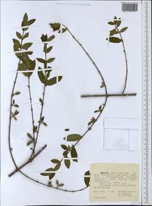 Rubiaceae, Africa (AFR) (Ethiopia)