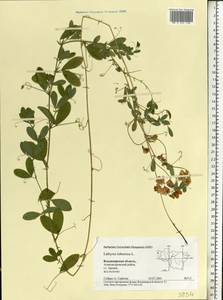 Lathyrus tuberosus L., Eastern Europe, Central region (E4) (Russia)