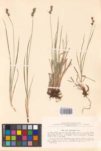 Carex adelostoma V.I.Krecz., Eastern Europe, Northern region (E1) (Russia)