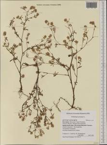 Trifolium arvense L., Western Europe (EUR) (Bulgaria)