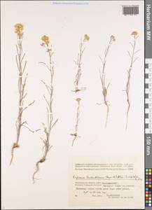 Erysimum leucanthemum (Stephan) B. Fedtsch., Eastern Europe, Lower Volga region (E9) (Russia)