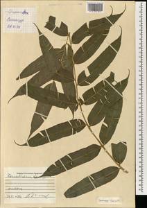 Stenochlaena palustris (Burm. fil.) Bedd., South Asia, South Asia (Asia outside ex-Soviet states and Mongolia) (ASIA) (Singapore)