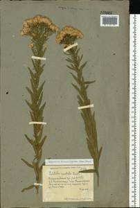 Galatella sedifolia subsp. dracunculoides (Lam.) Greuter, Eastern Europe, Lower Volga region (E9) (Russia)