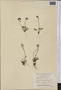 Cardamine purpurea Cham. & Schltdl., America (AMER) (Canada)