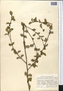 Betula tianschanica Rupr., Middle Asia, Northern & Central Tian Shan (M4) (Kyrgyzstan)
