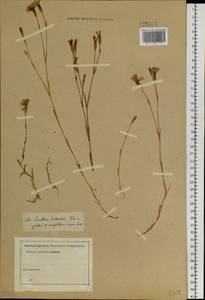 Dianthus deltoides L., Siberia, Western Siberia (S1) (Russia)