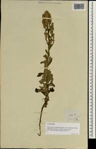 Pterocaulon redolens (G.Forst. ex Willd.) Benth. ex Fern.-Vill., South Asia, South Asia (Asia outside ex-Soviet states and Mongolia) (ASIA) (Philippines)