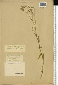 Camelina sativa (L.) Crantz, Eastern Europe, Volga-Kama region (E7) (Russia)