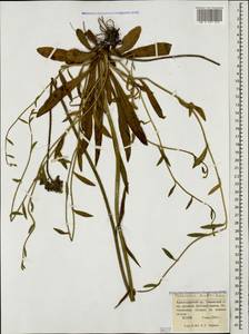 Pilosella leptophyton subsp. leptophyton, Caucasus, Krasnodar Krai & Adygea (K1a) (Russia)